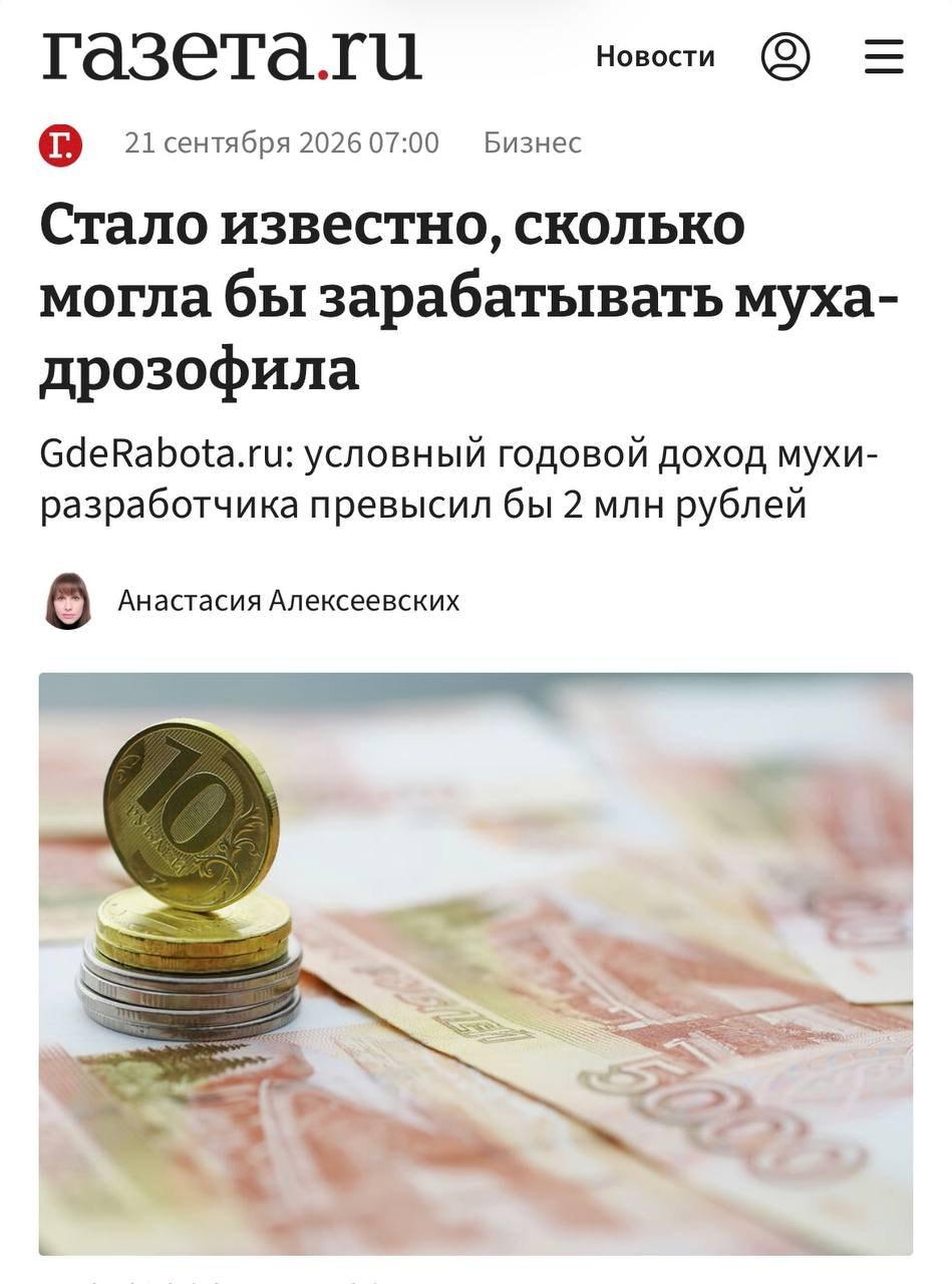 Муха зарабатывает больше айтишников: почему это происходит и что делать
