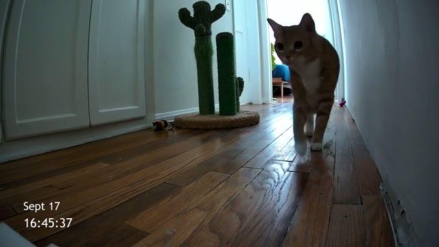 Хоррор про кота Cat Cam выйдет в этом году: трейлер и сюжет — 1 из 2