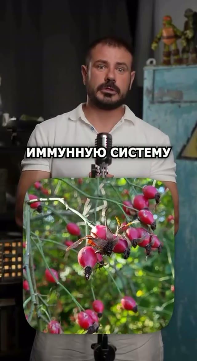 Шиповник: природный энергетик для утра и бодрости — 1 из 2