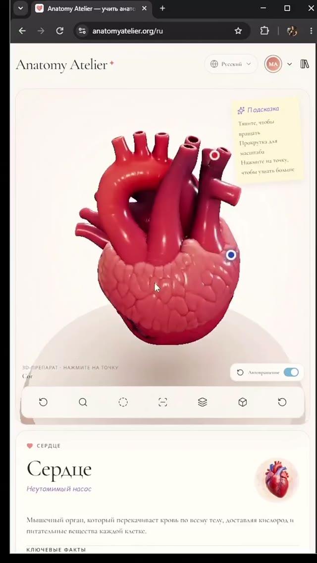 Интерактивный 3D-атлас анатомии: изучайте тело в браузере бесплатно
